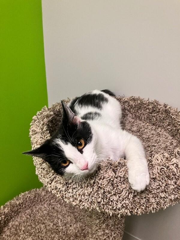 Enlarge Baguette, a Adoptable Domestic Short Hair in Jackson, TN image 4/4