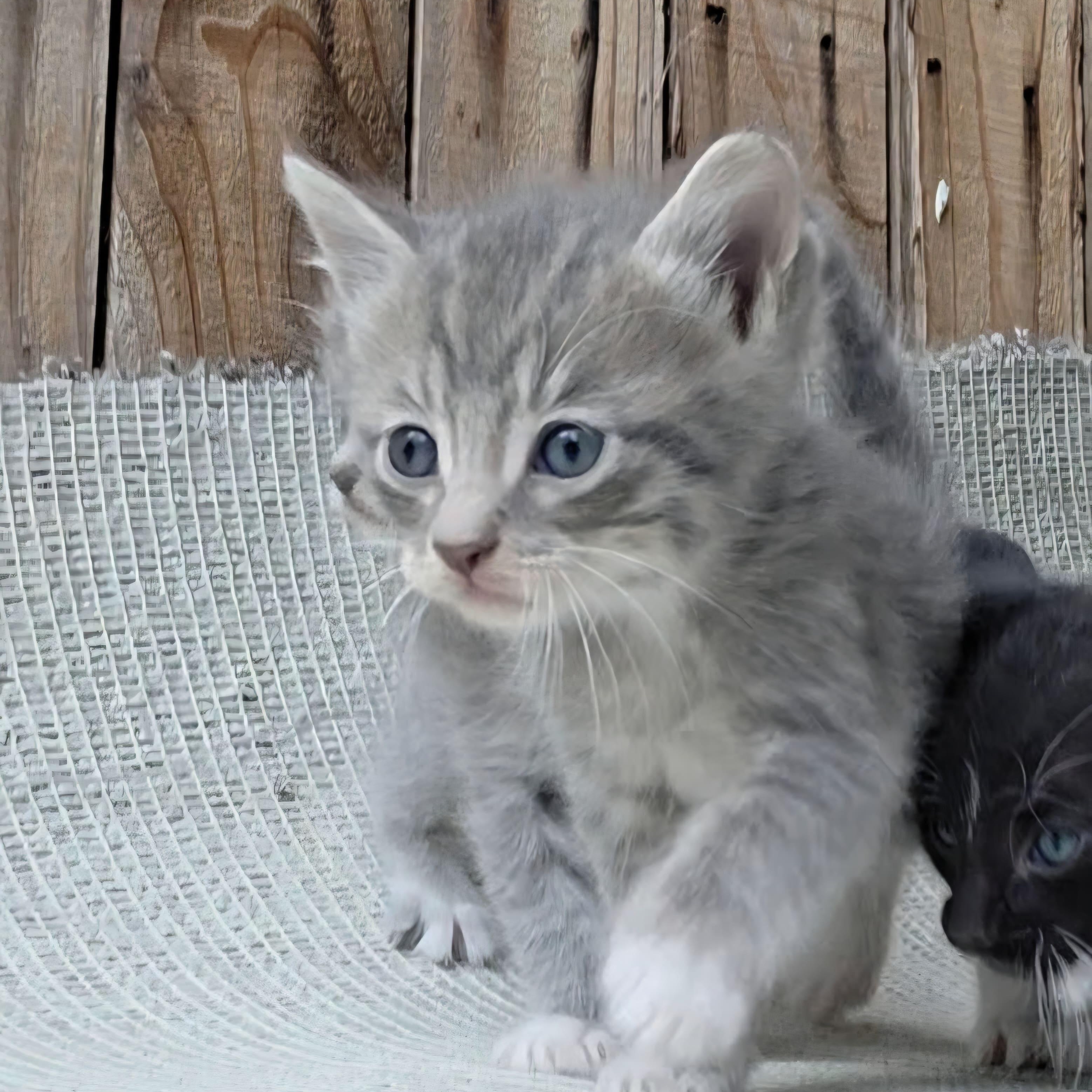 Ala, adopted, Kitten Female Domestic Long Hair.