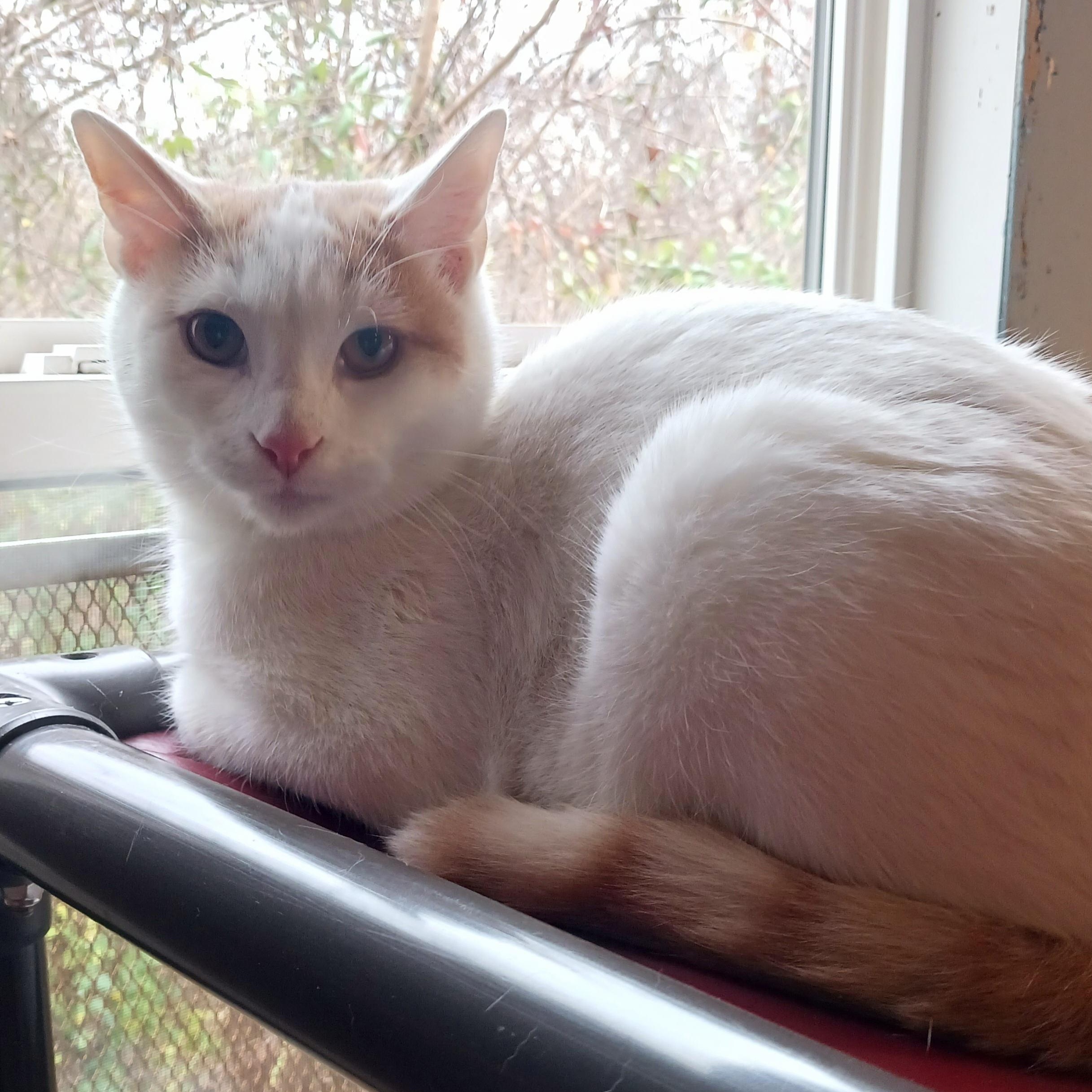 Ziggy, a Adoptable Domestic Short Hair in St. Marys, WV image 2/4