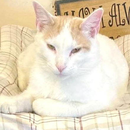 Ziggy, a Adoptable Domestic Short Hair in St. Marys, WV image 6/6