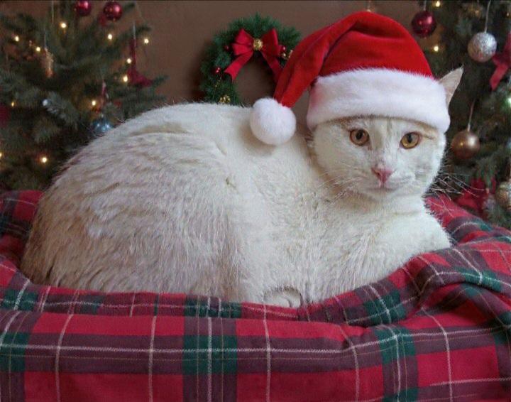 Ziggy, a Adoptable Domestic Short Hair in St. Marys, WV image 1/4