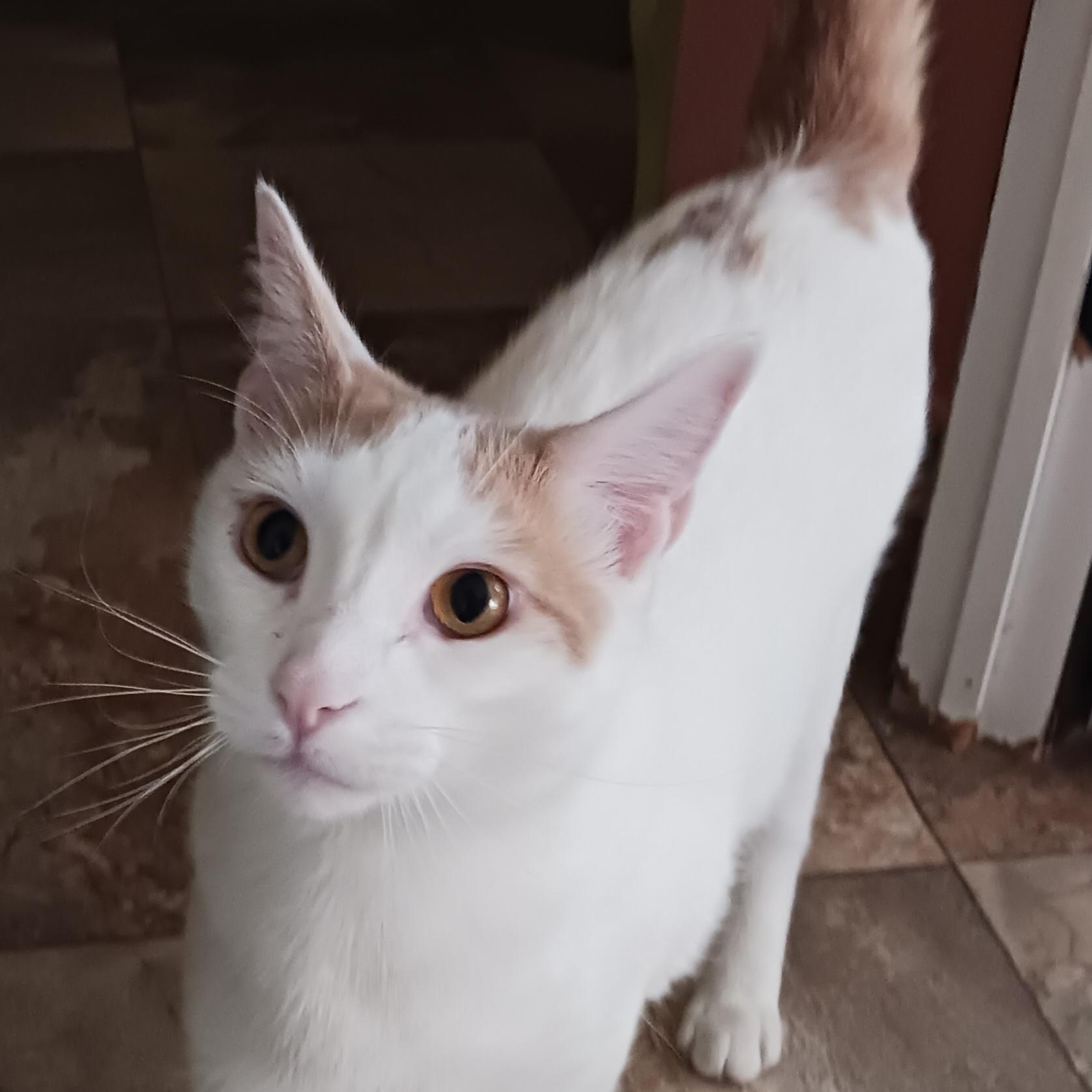 Enlarge Ziggy, a Adoptable Domestic Short Hair in St. Marys, WV image 2/5