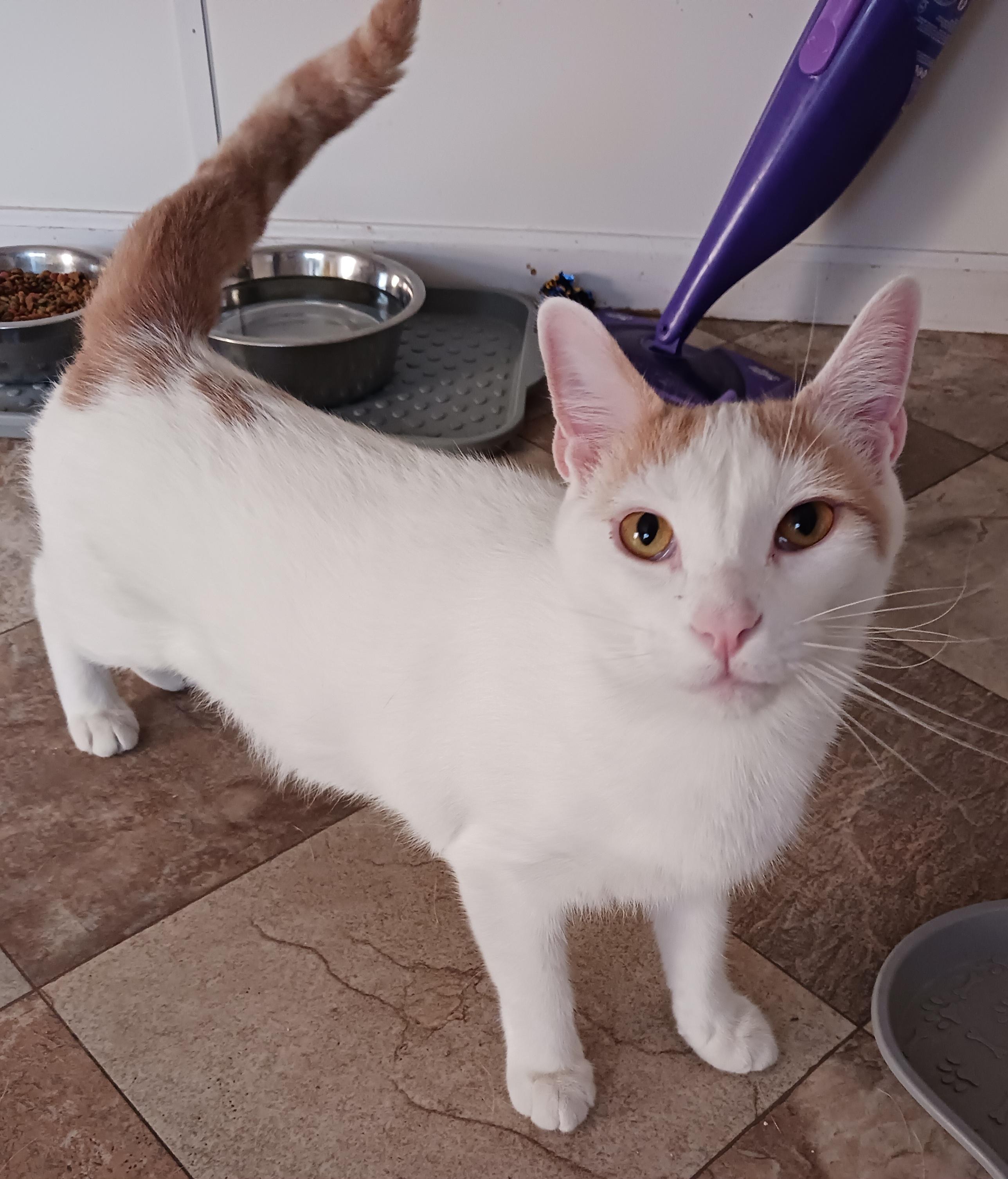 Ziggy, Adoptable, Young Male Domestic Short Hair.