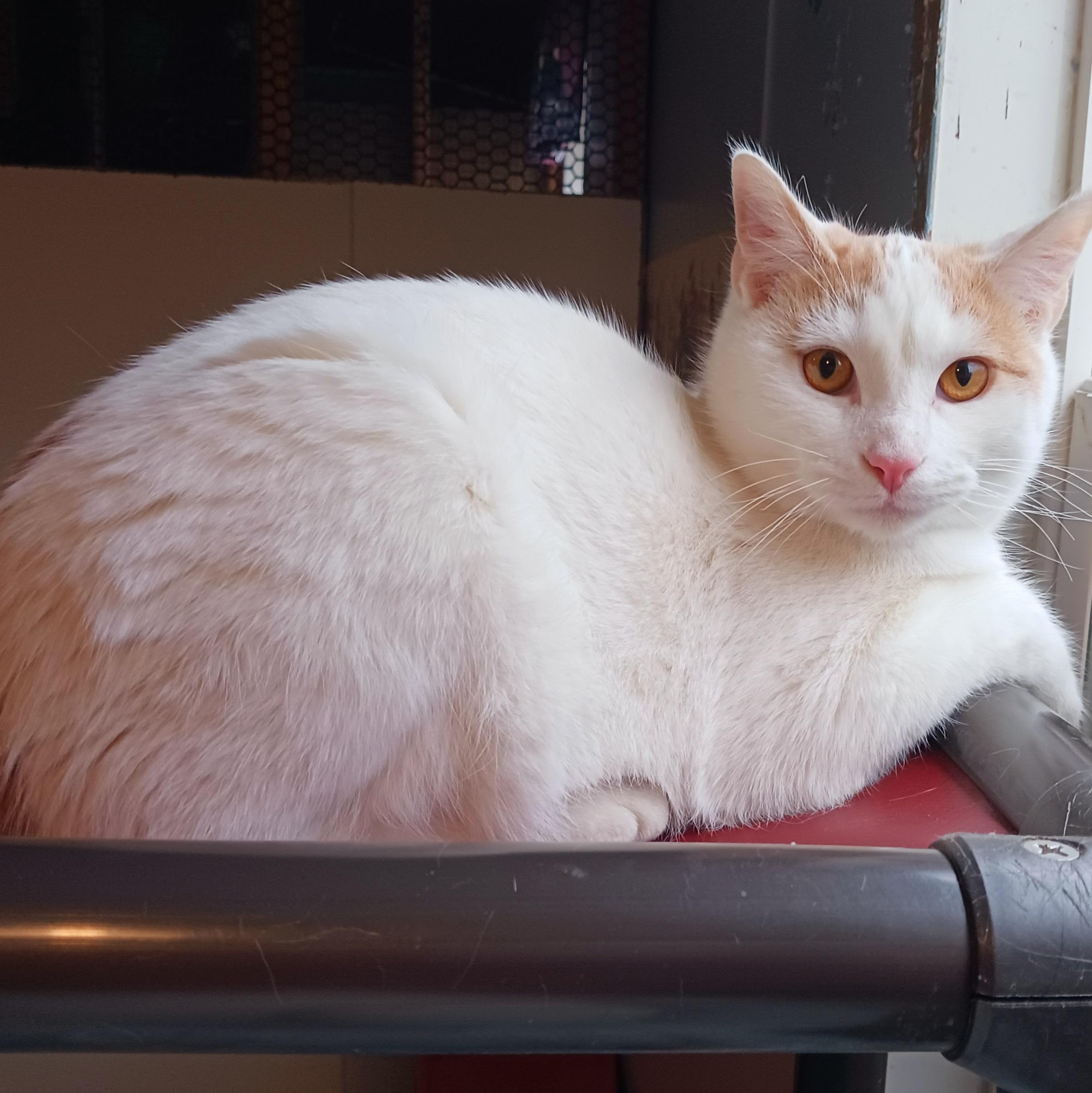 Ziggy, a Adoptable Domestic Short Hair in St. Marys, WV image 4/4