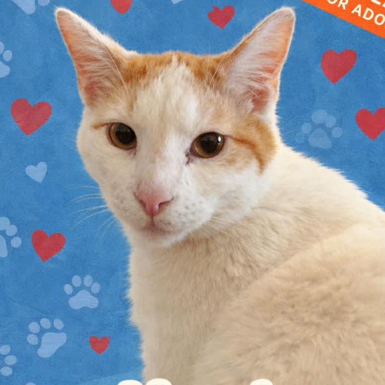 Ziggy, a Adoptable Domestic Short Hair in St. Marys, WV image 1/4