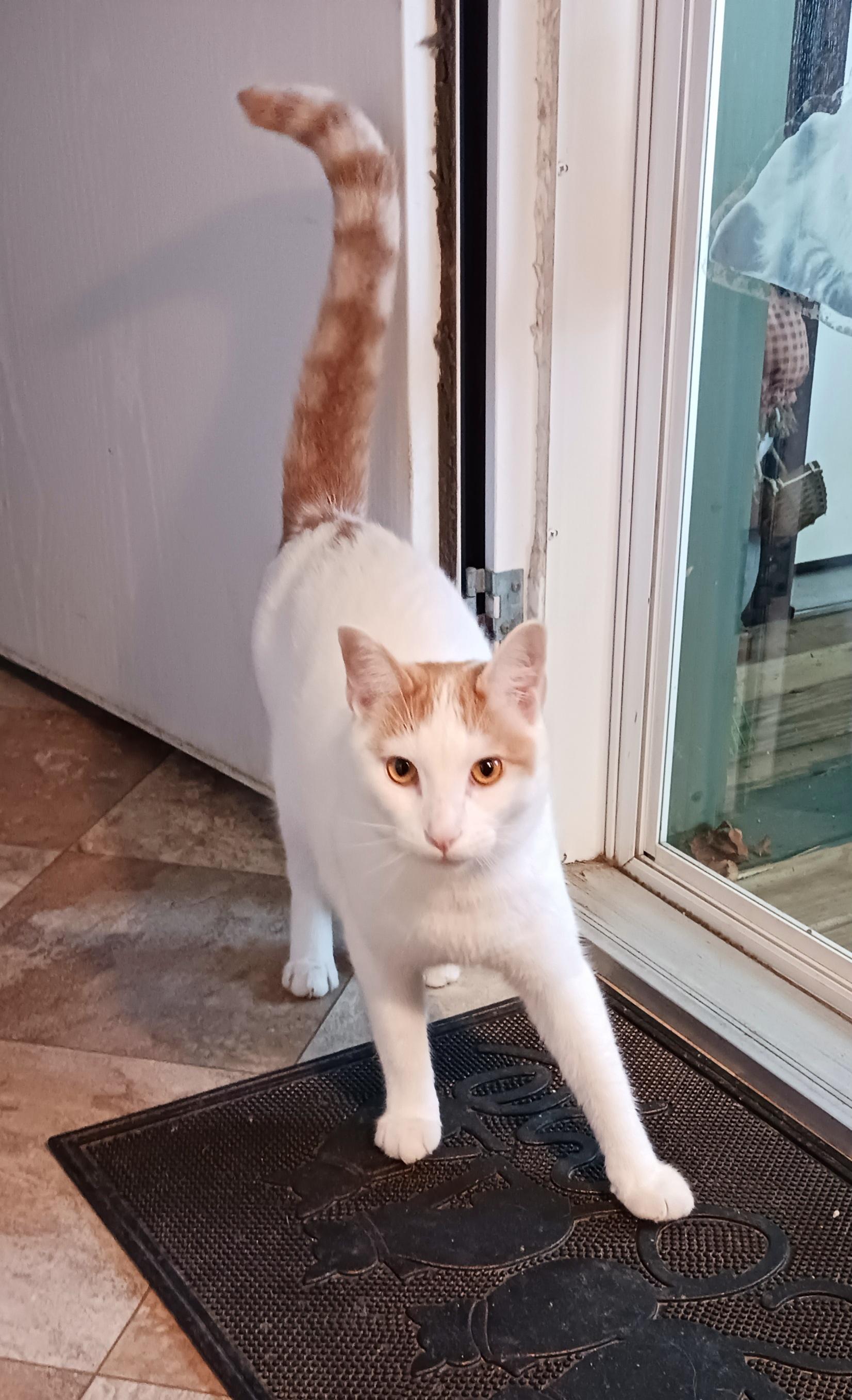 Enlarge Ziggy, a Adoptable Domestic Short Hair in St. Marys, WV image 2/4