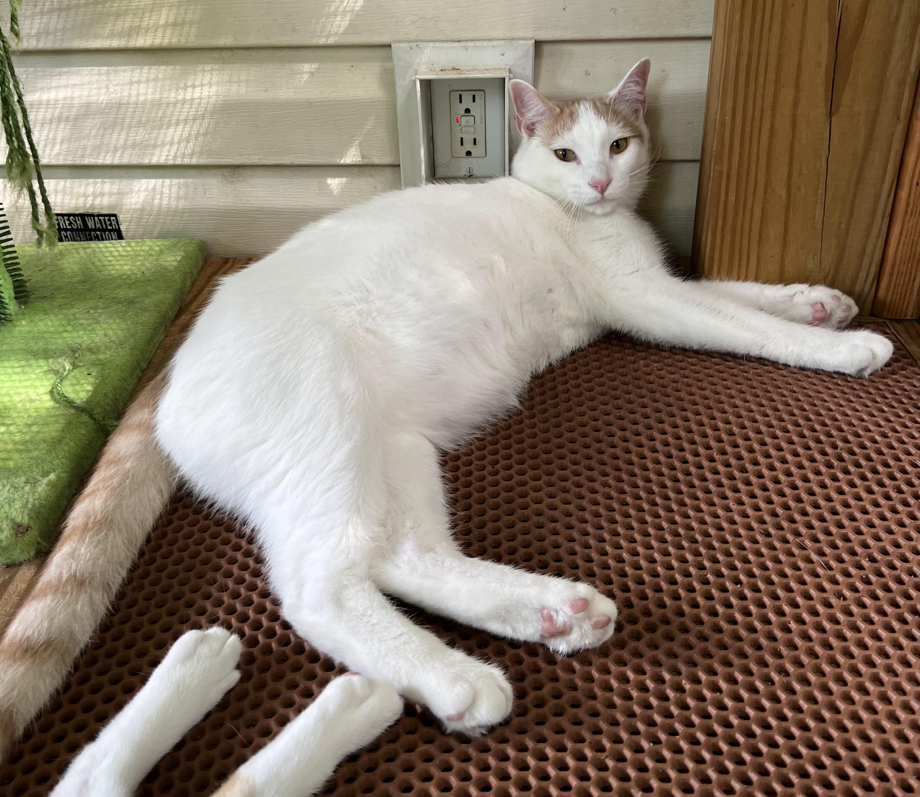 Enlarge Ziggy, a Adoptable Domestic Short Hair in St. Marys, WV image 4/4