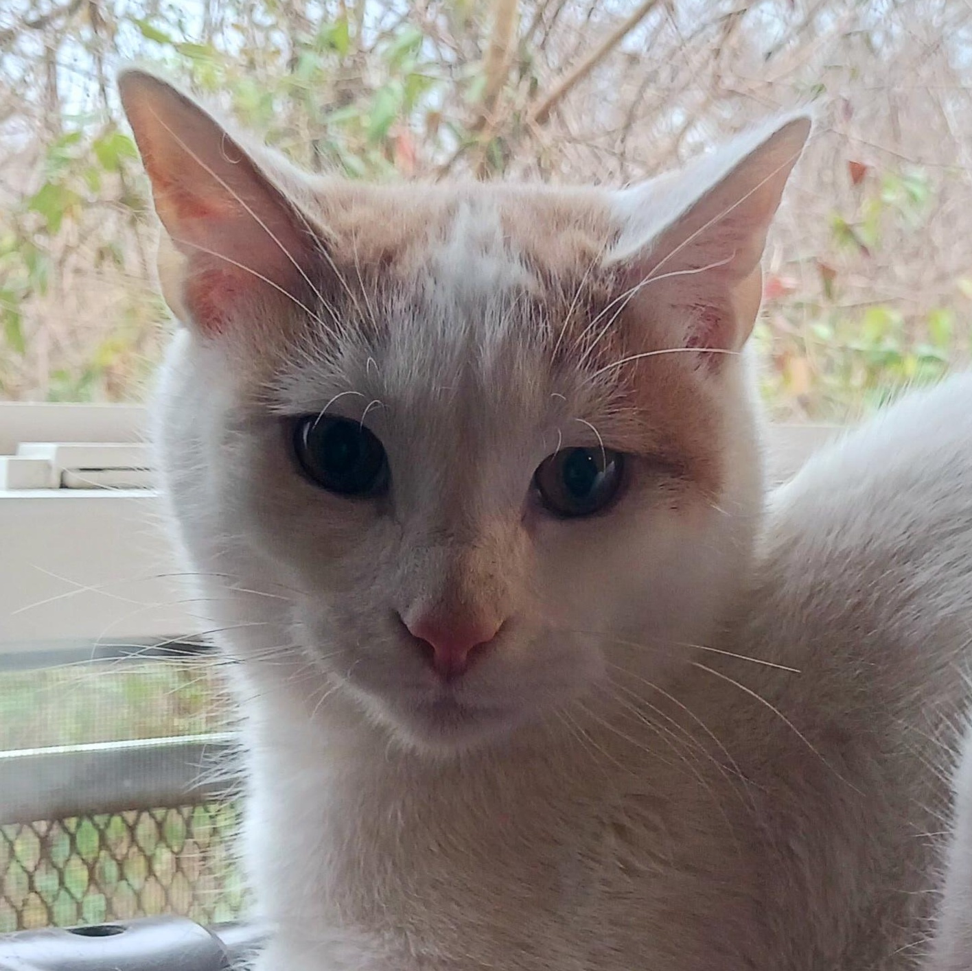 Ziggy, a Adoptable Domestic Short Hair in St. Marys, WV image 3/4