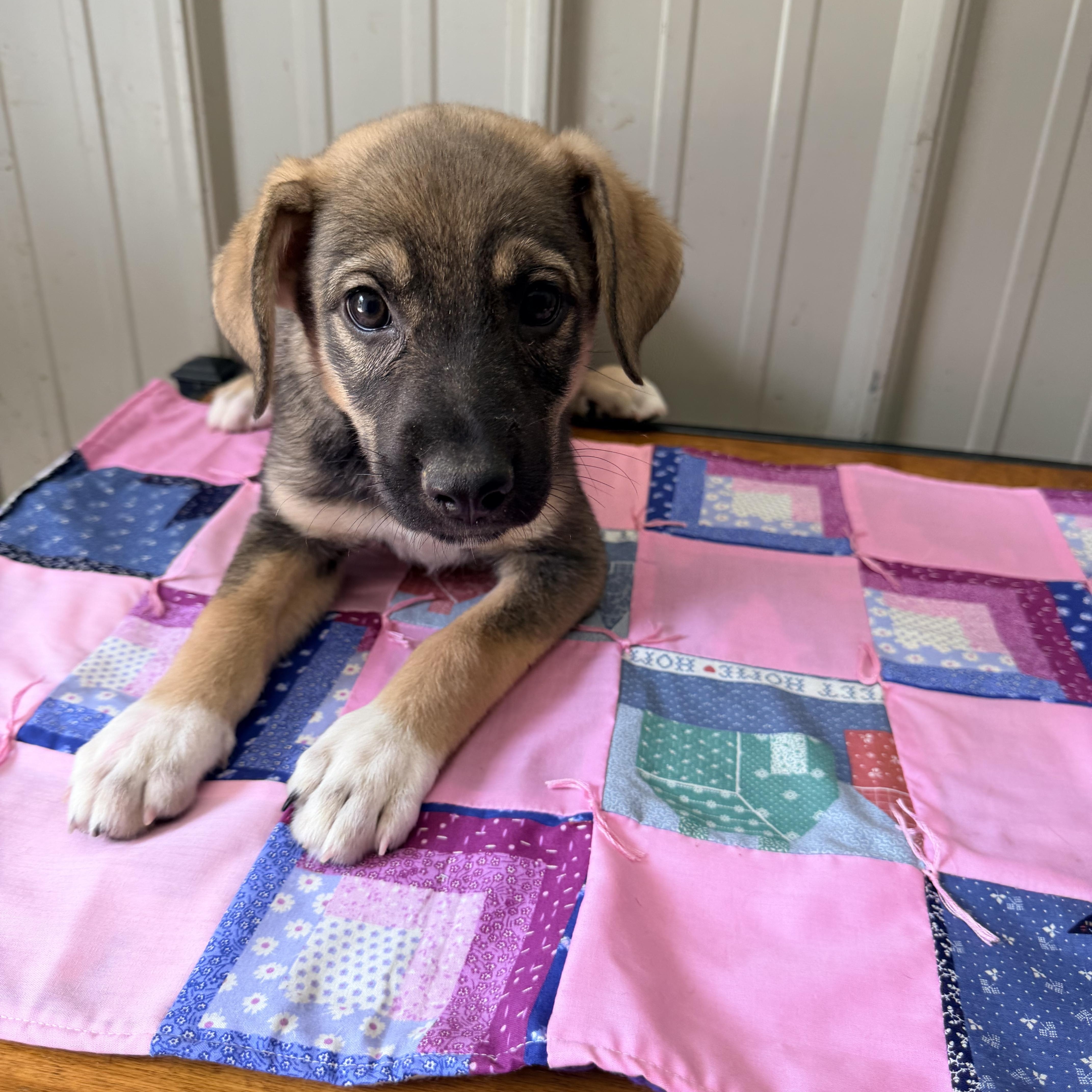 Enlarge Madison, an adopted mixed breed in Logan, OH image 1/1