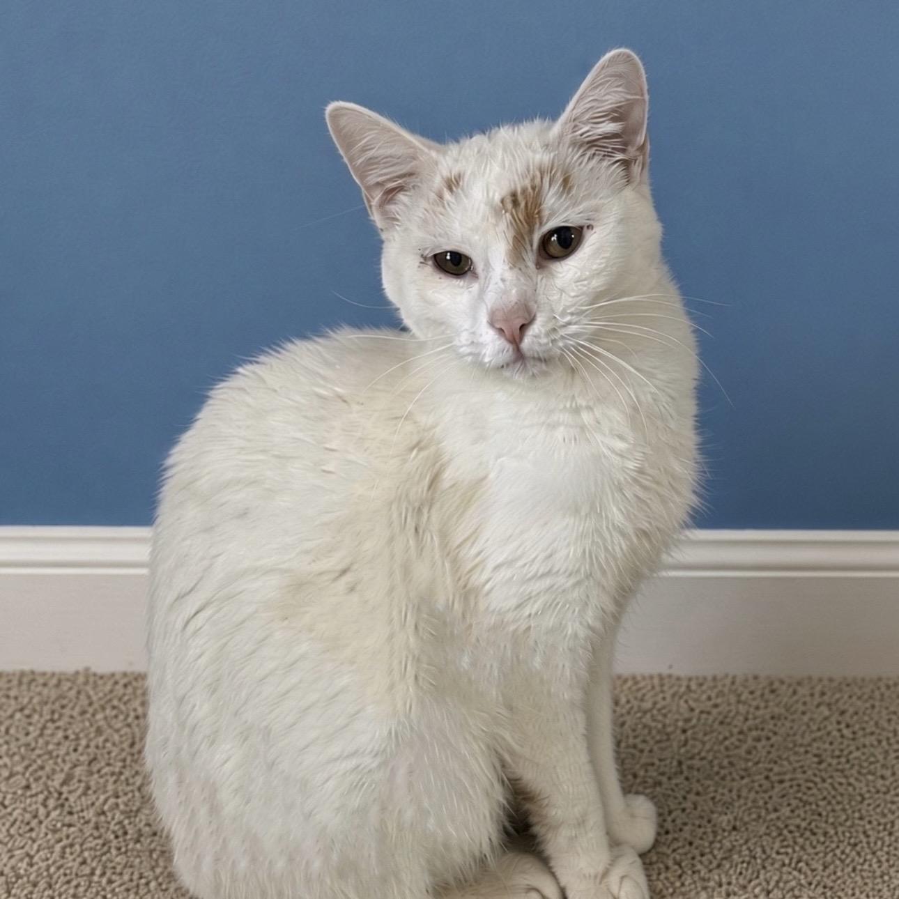 Ghost, Adoptable, Adult Male Domestic Short Hair.