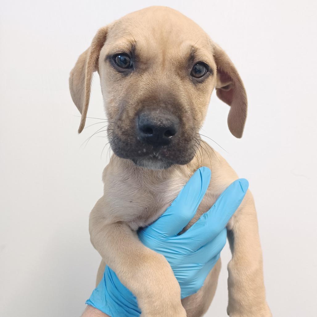 Winner, Adoptable, Puppy Female Catahoula Leopard Dog & Basset Hound.