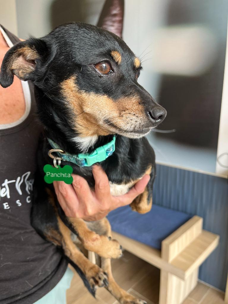 Panchita — thumbnail 2