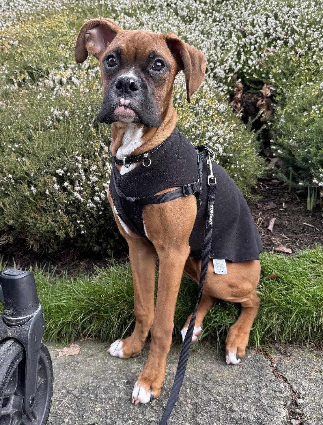 Roscoe, Adopted, Young Male Boxer.