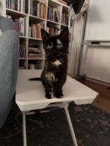 Storm, an adopted Domestic Short Hair in Belleville, MI image 2/3