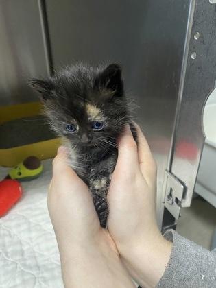 Storm, an adopted Domestic Short Hair in Belleville, MI image 3/3