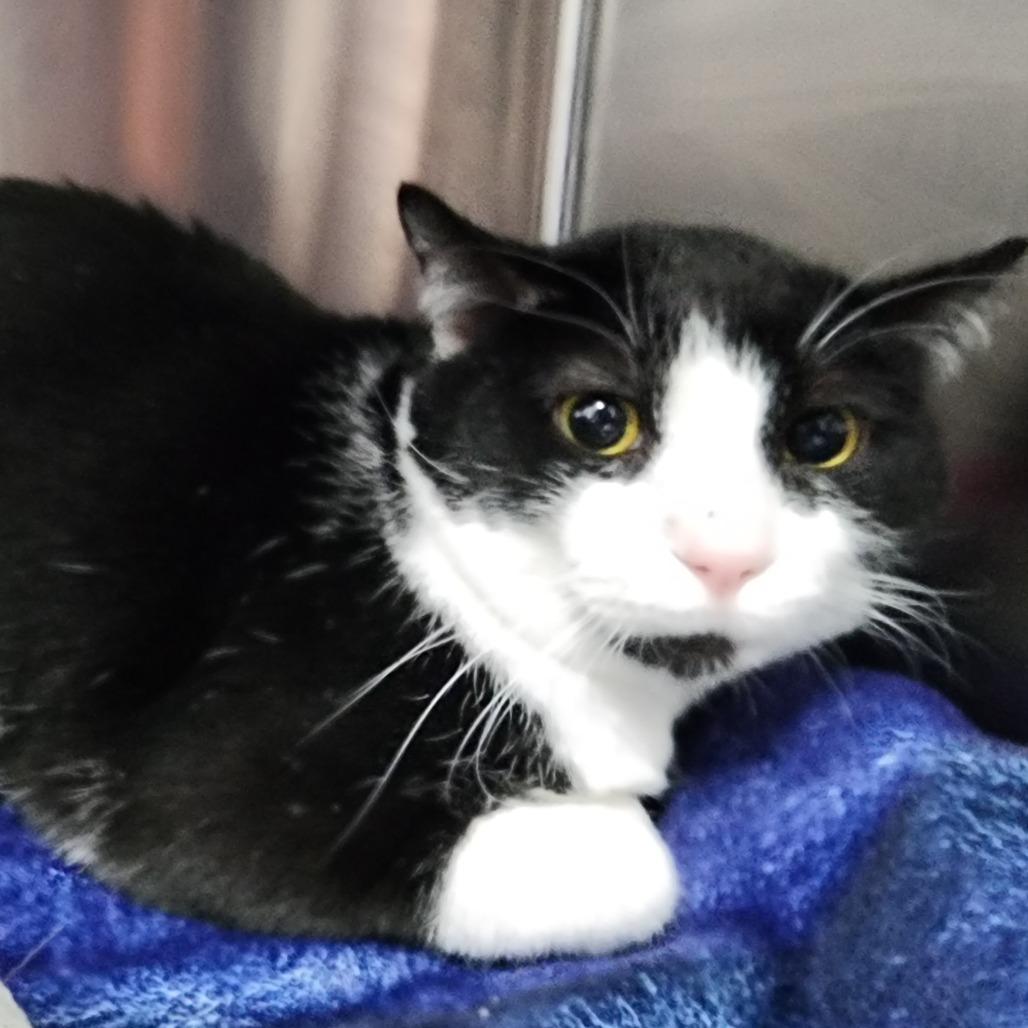 Enlarge Spaghetti Teddy, a Adoptable Domestic Short Hair in Dixon, IL image 1/1