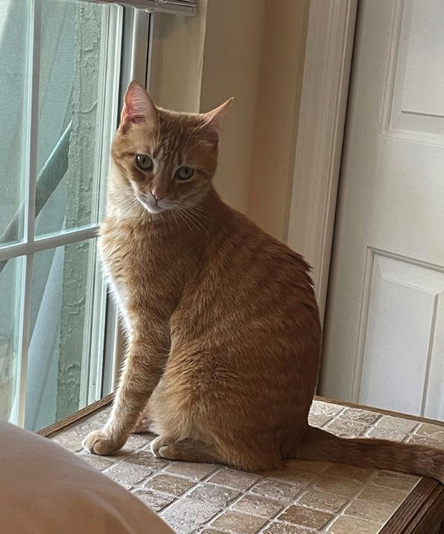 Charlie, Adopted, Adult Male Domestic Short Hair.