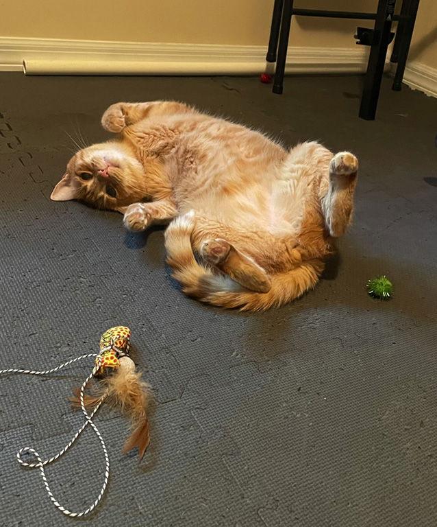 Enlarge Charlie, a Adopted Domestic Short Hair in Orlando, FL image 2/3