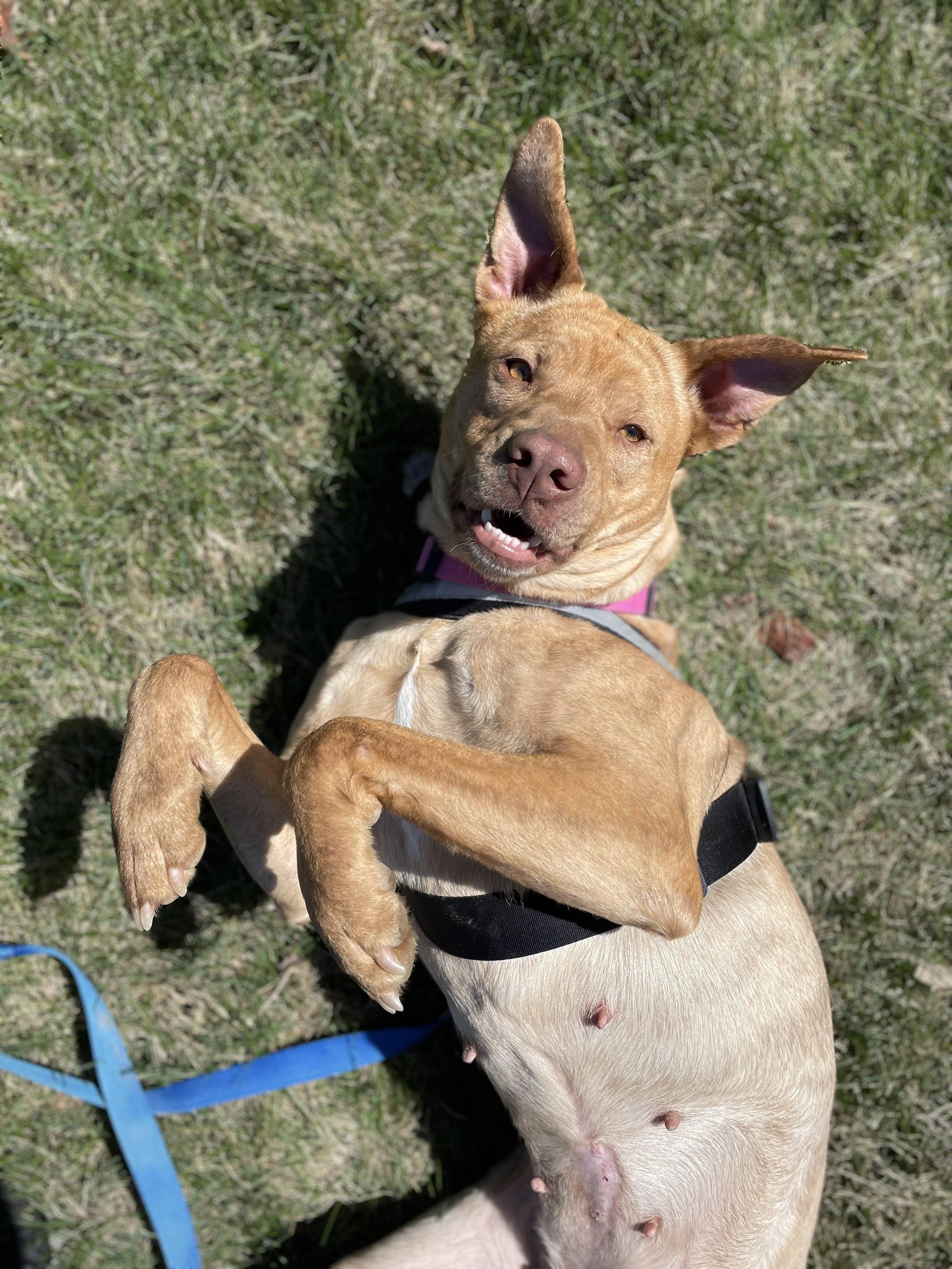 Enlarge Arwin, a Adoptable mixed breed in Loogootee, IN image 1/5