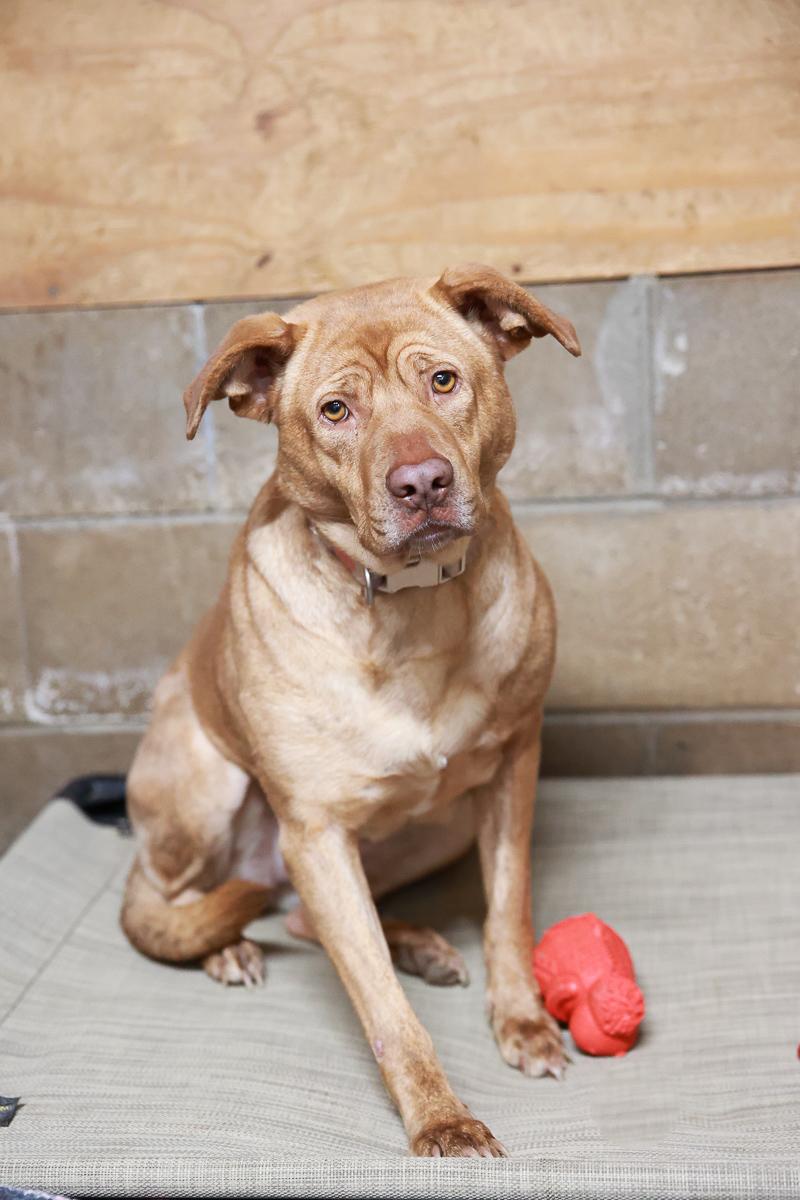 Enlarge Arwin, a Adoptable mixed breed in Loogootee, IN image 2/5