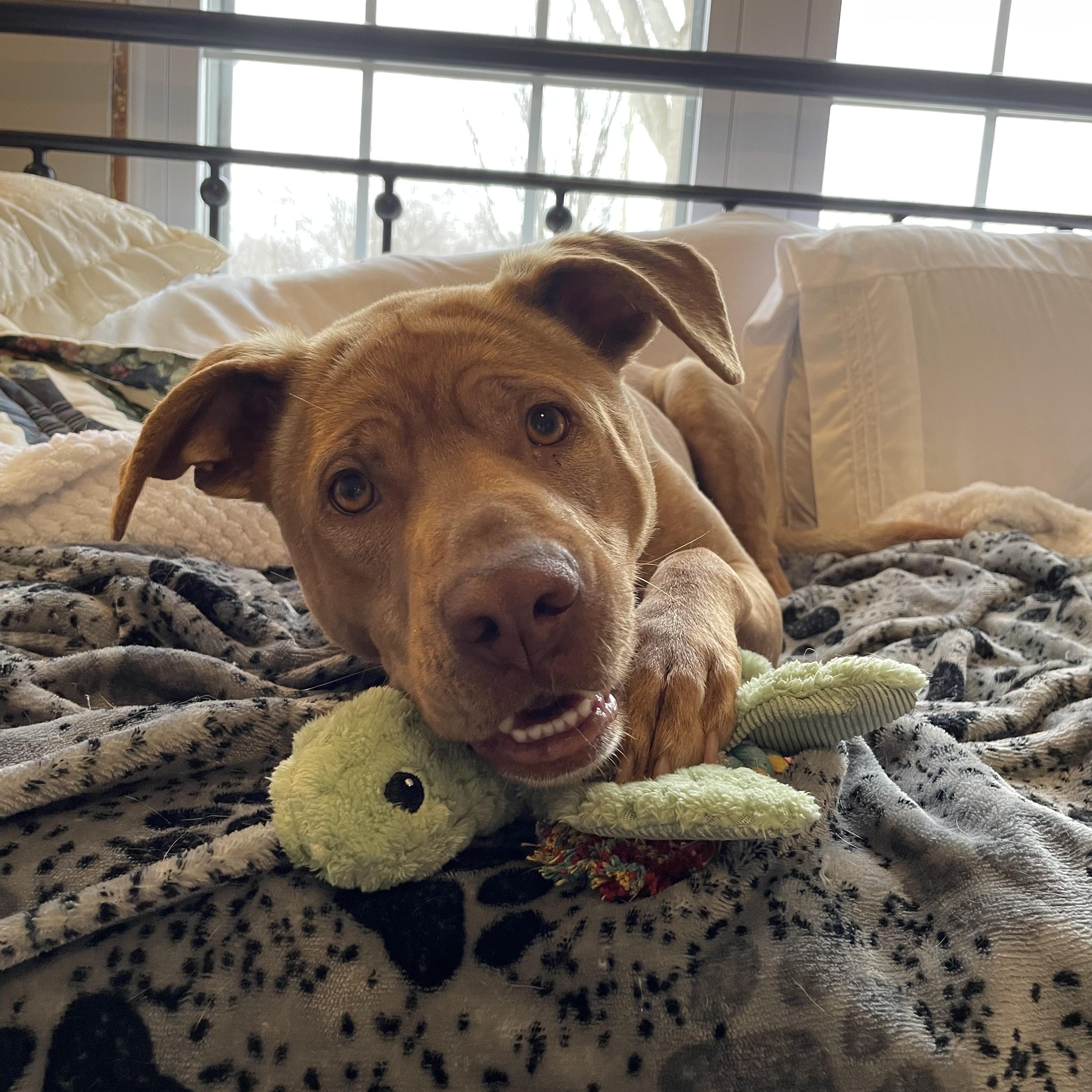 Enlarge Arwin, a Adoptable mixed breed in Loogootee, IN image 4/5