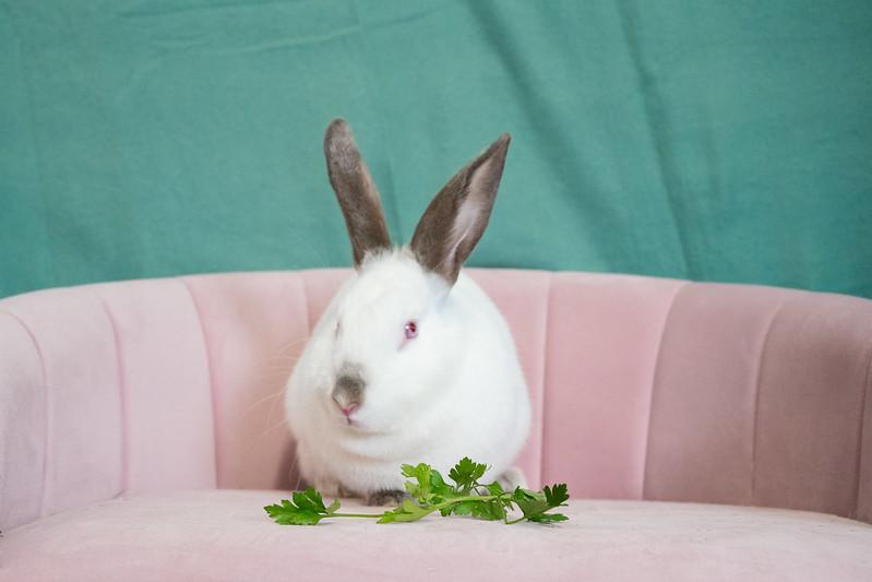 Florence, Adoptable, Adult Female Himalayan.