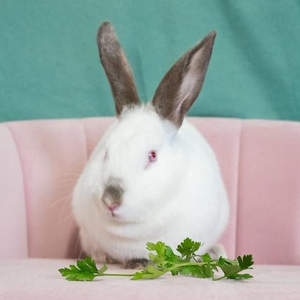 Florence, a Adoptable Himalayan in Chicago, IL image 1/3