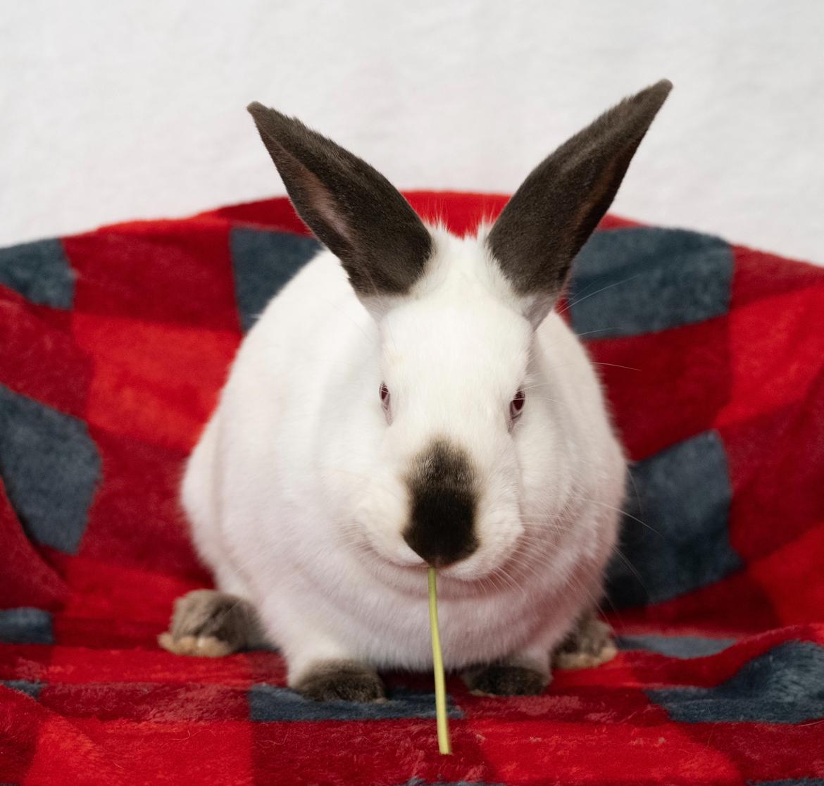 Florence, a Adoptable Himalayan in Chicago, IL image 2/3