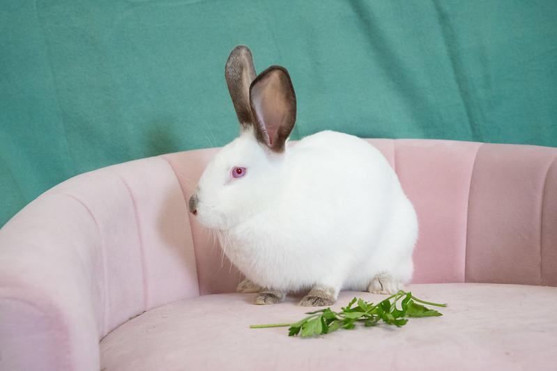 Enlarge Florence, a Adoptable Himalayan in Chicago, IL image 2/2