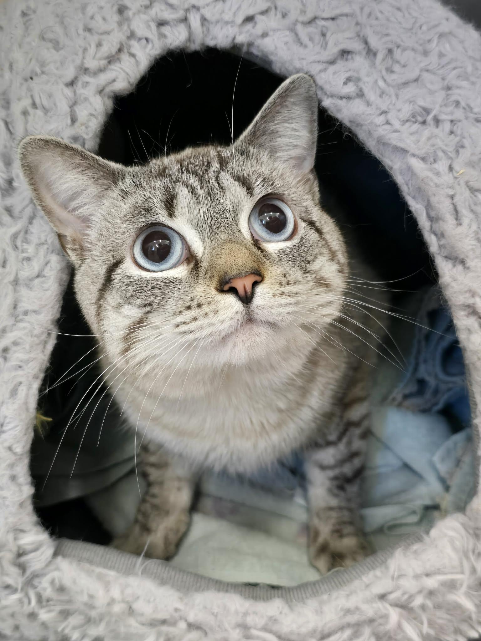 Tokk, adopted, Young Male Domestic Short Hair.