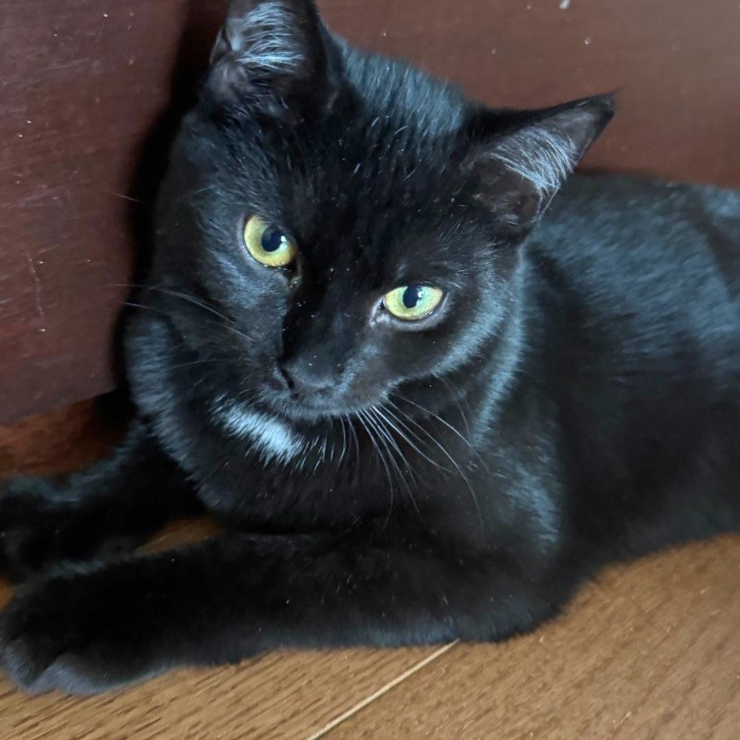 Beach Ball, ADOPTABLE, Kitten Male Domestic Short Hair.