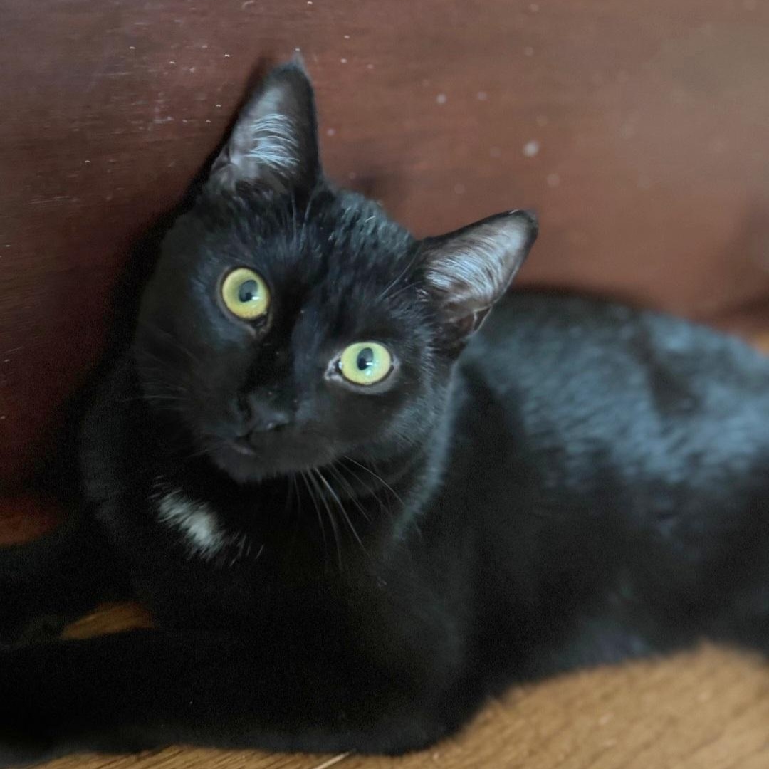 Enlarge Beach Ball, a ADOPTABLE Domestic Short Hair in Staten Island, NY image 2/6