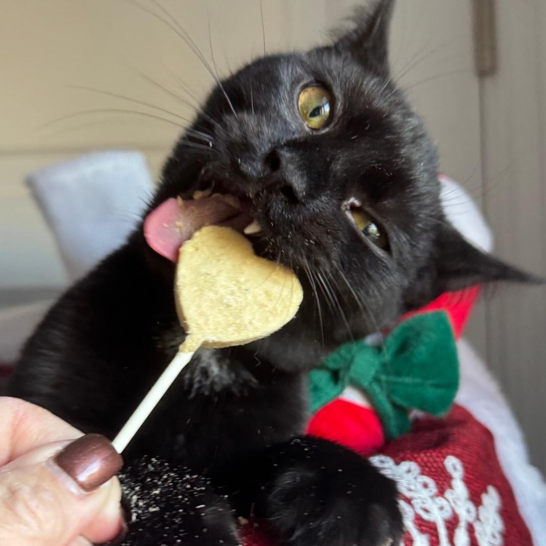 Enlarge Beach Ball, a ADOPTABLE Domestic Short Hair in Staten Island, NY image 3/6