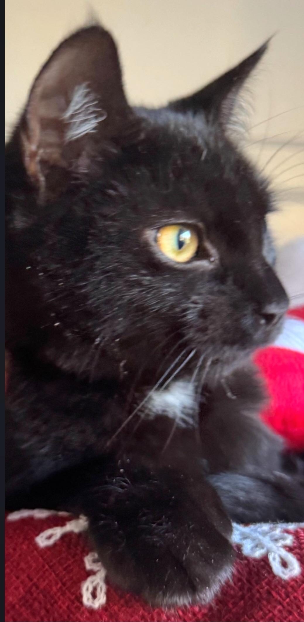 Enlarge Beach Ball, a ADOPTABLE Domestic Short Hair in Staten Island, NY image 4/6