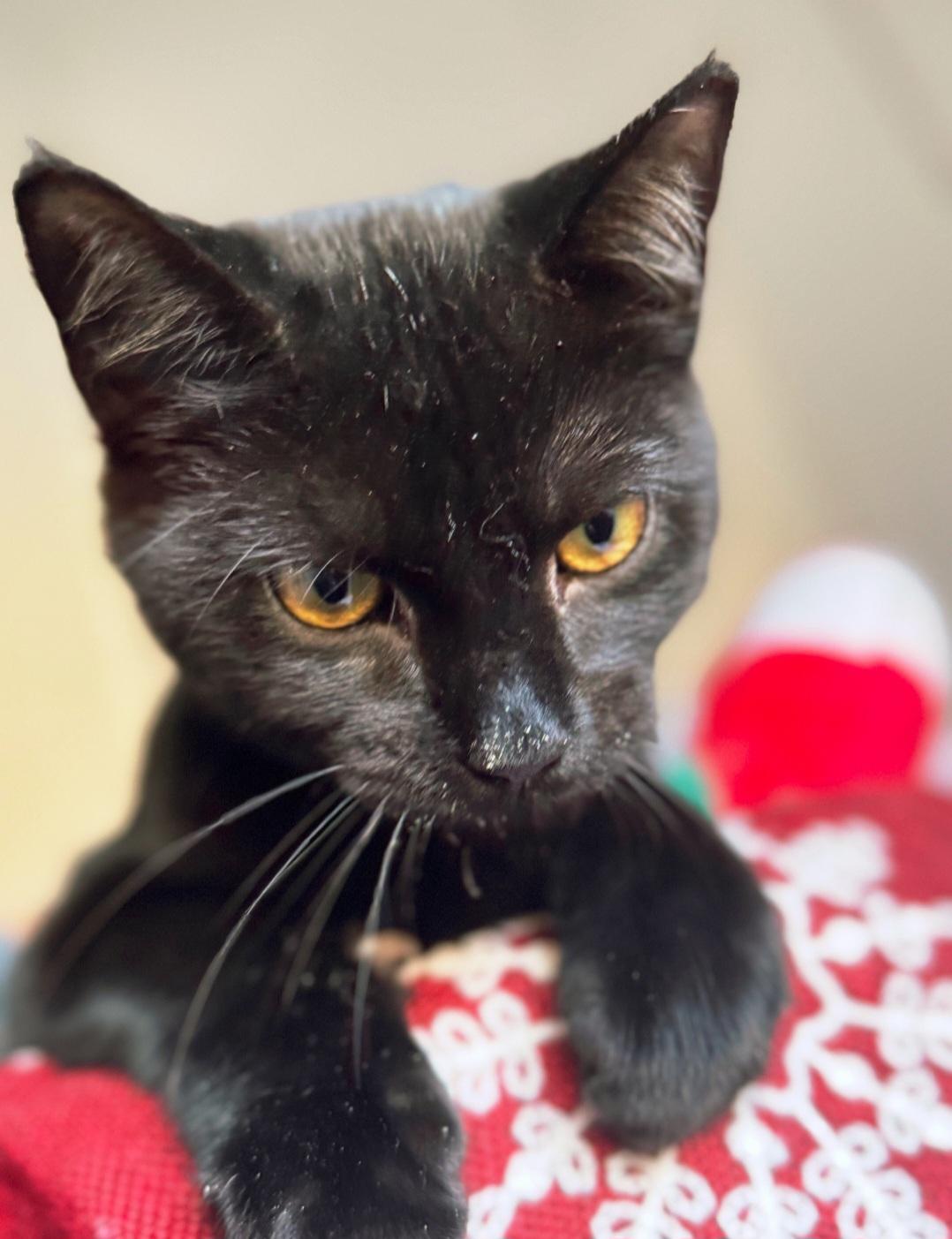 Enlarge Beach Ball, a ADOPTABLE Domestic Short Hair in Staten Island, NY image 5/6