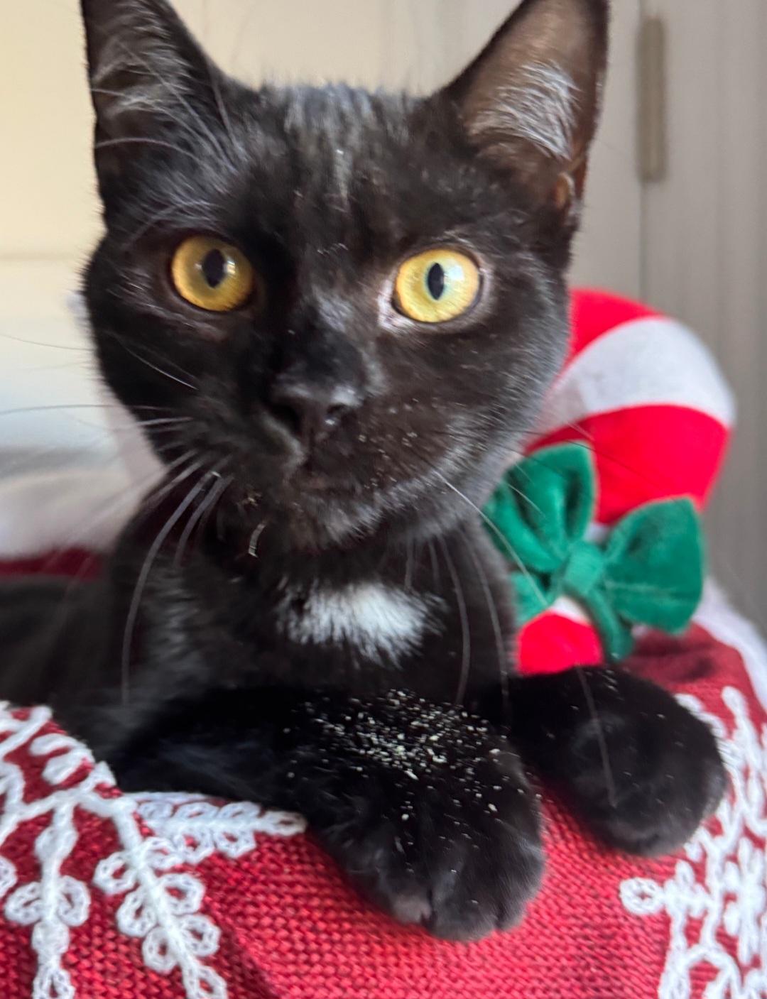 Enlarge Beach Ball, a ADOPTABLE Domestic Short Hair in Staten Island, NY image 6/6
