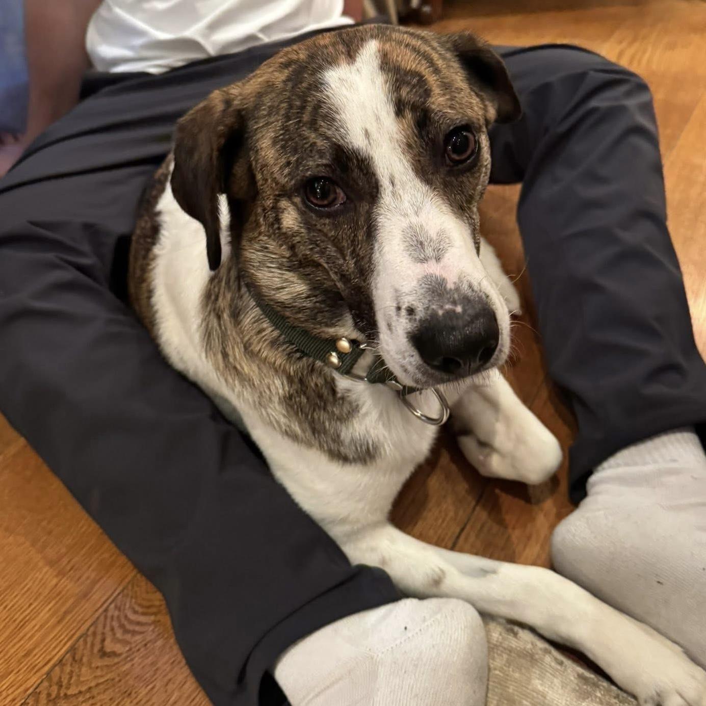 Madison, a ADOPTABLE mixed breed in Toronto, ON image 5/6