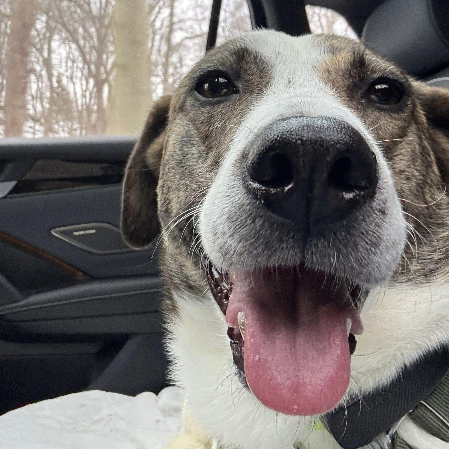 Madison, ADOPTABLE, Young Female Mixed Breed & Labrador Retriever.