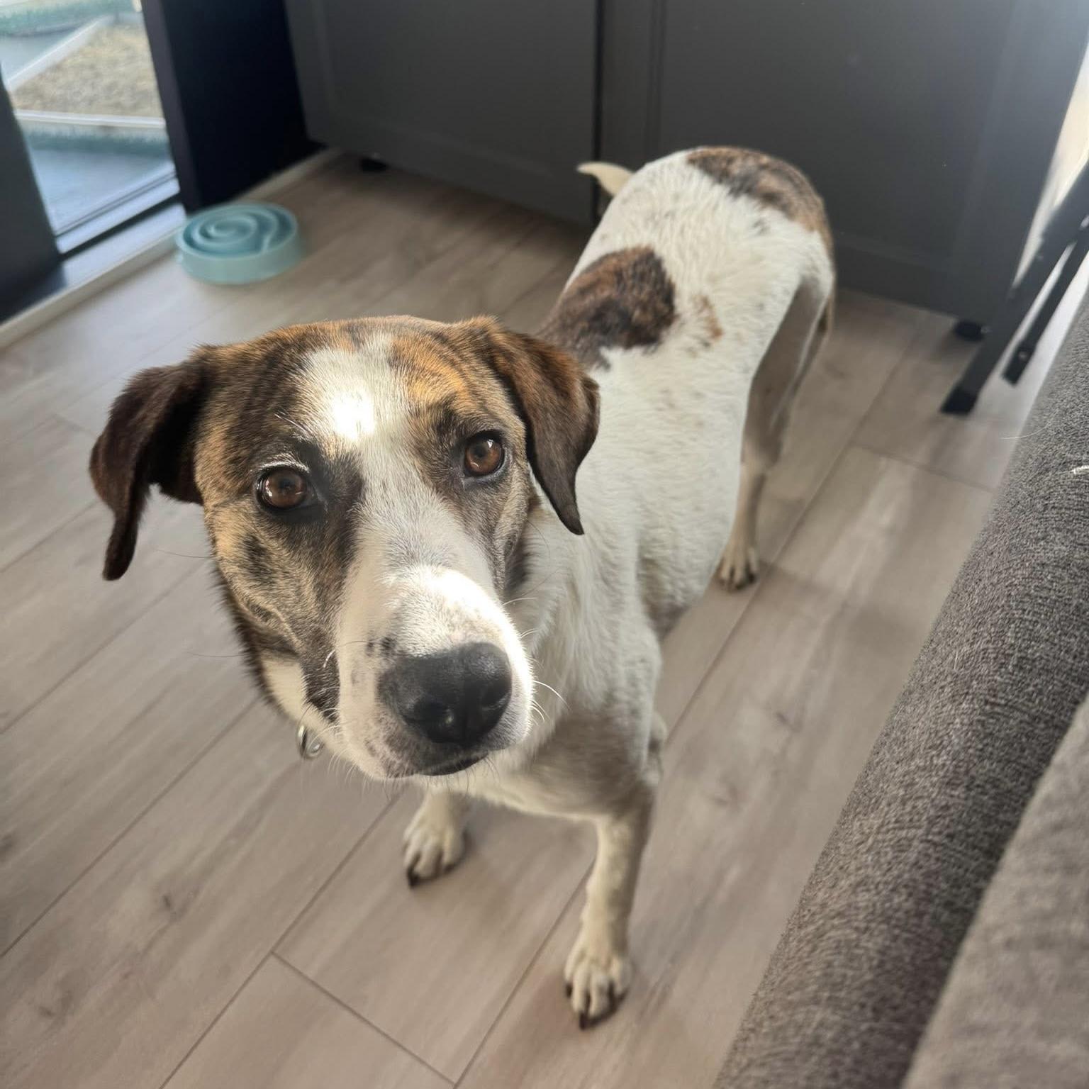 Madison, a ADOPTABLE mixed breed in Toronto, ON image 2/6