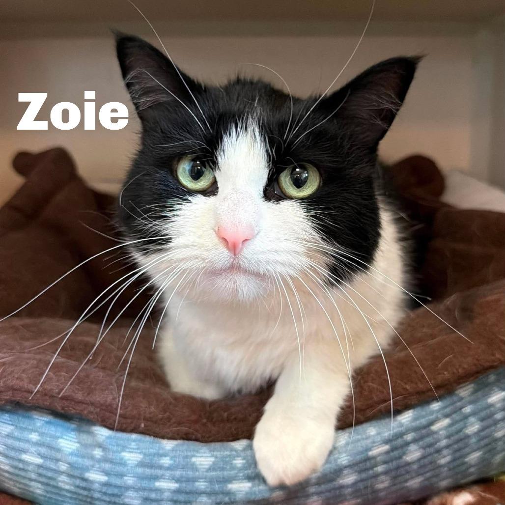 Zoie 260599, Adoptable, Adult Female Domestic Medium Hair.
