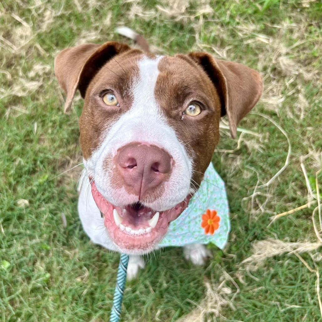 Precious, Adoptable, Adult Female American Staffordshire Terrier.