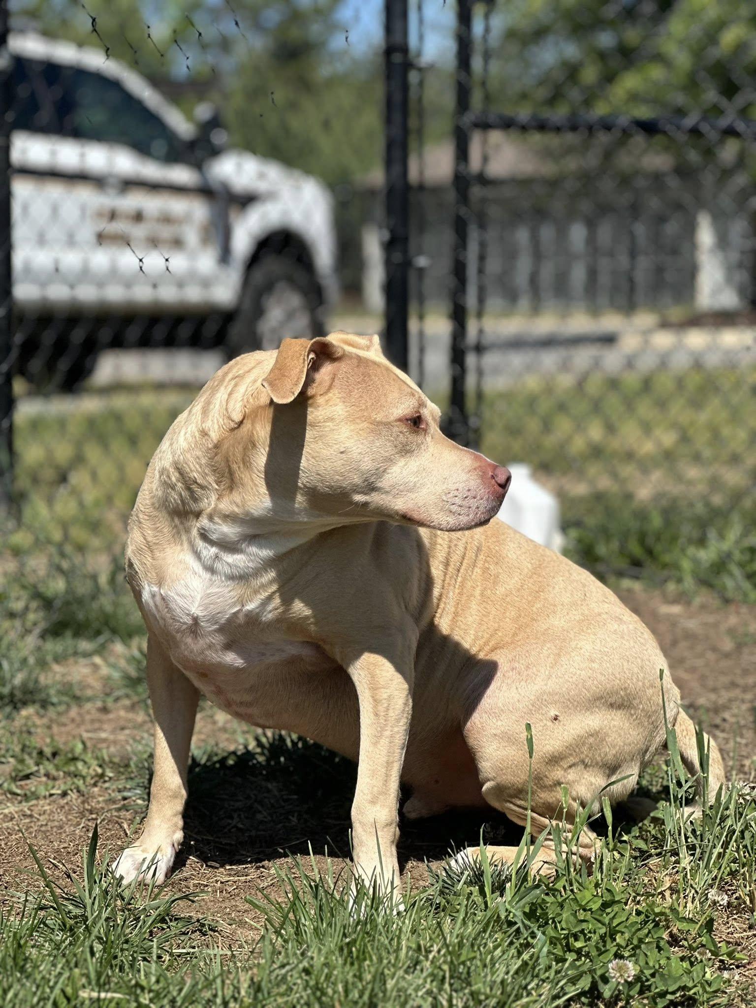 Harley, a ADOPTABLE mixed breed in Stafford, VA image 2/3