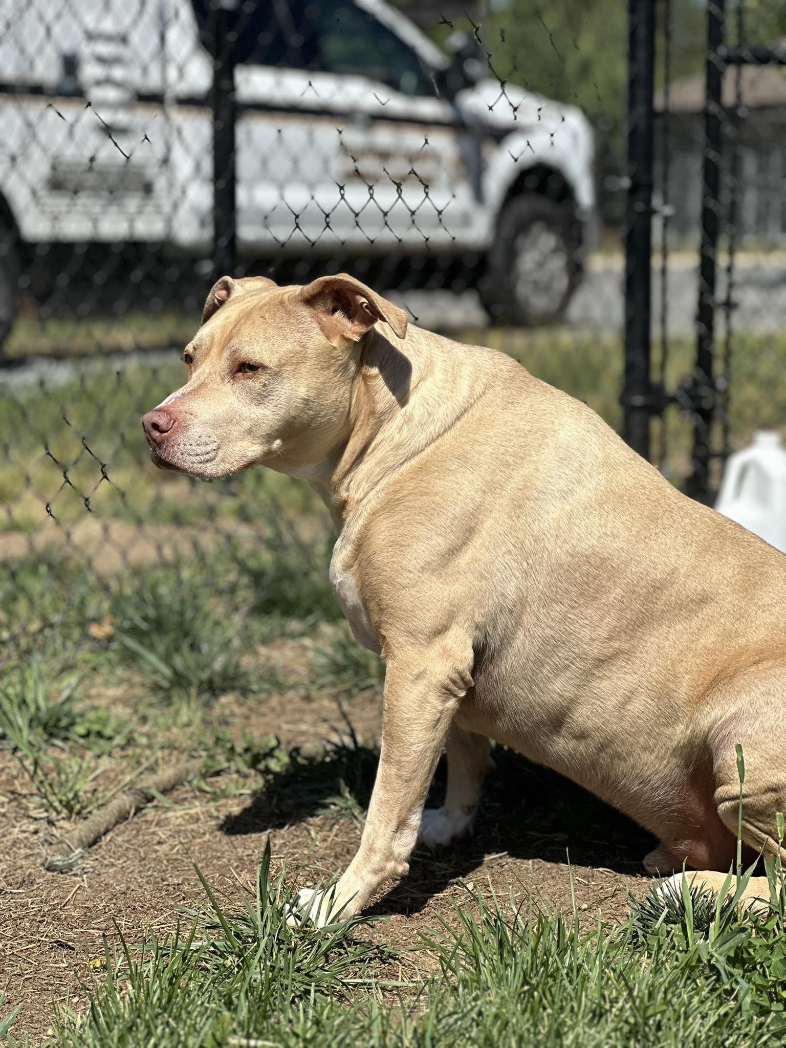 Harley, ADOPTABLE, Adult Male Pit Bull Terrier.