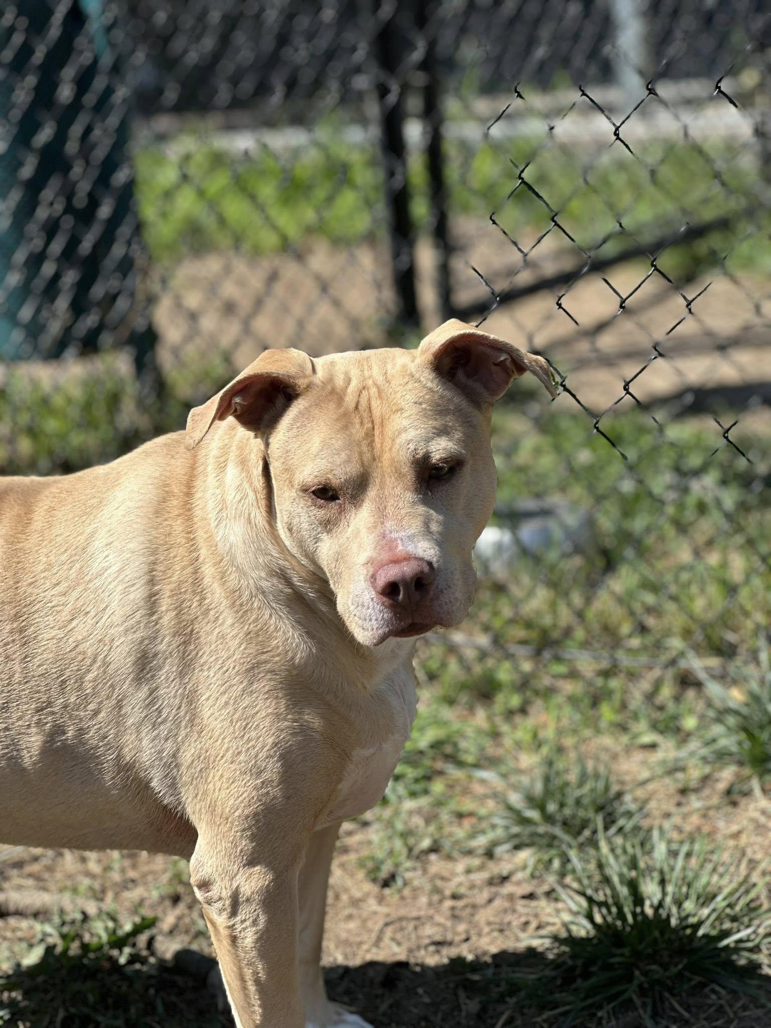 Harley, a ADOPTABLE mixed breed in Stafford, VA image 3/3