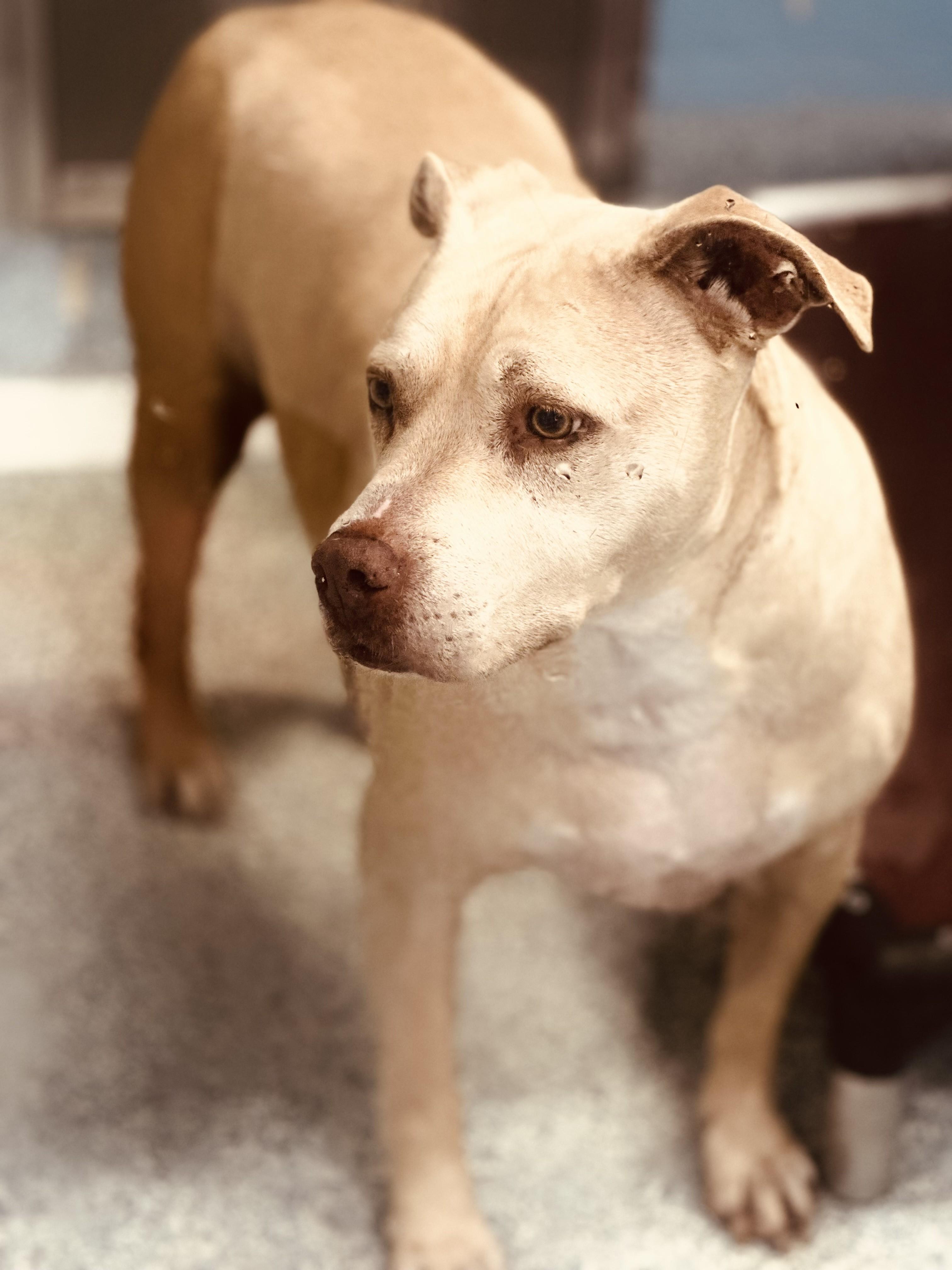 Harley - NEW PICTURES AND BIO, a ADOPTABLE mixed breed in Stafford, VA image 4/4