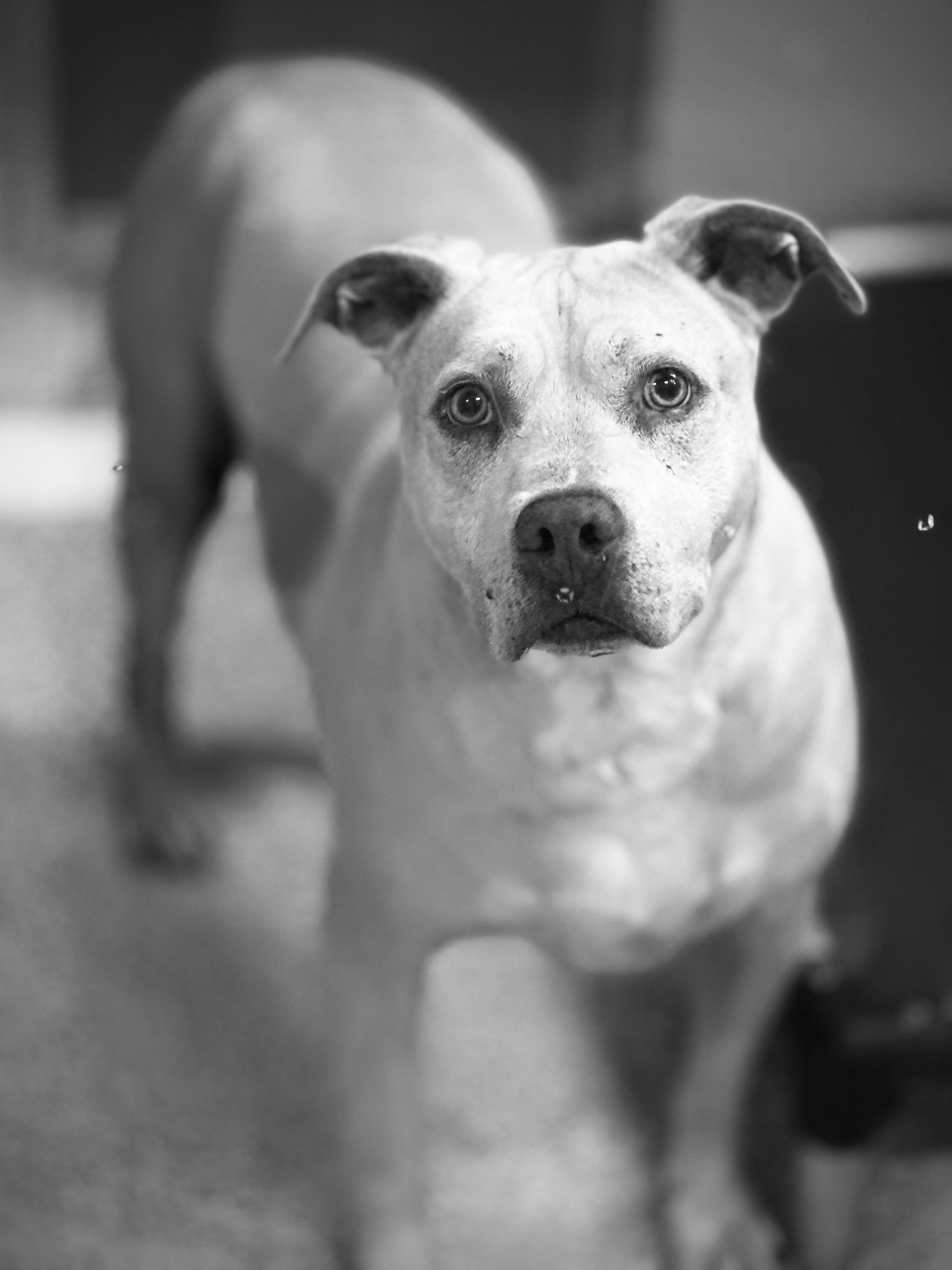 Harley - NEW PICTURES AND BIO, ADOPTABLE, Adult Male Pit Bull Terrier.