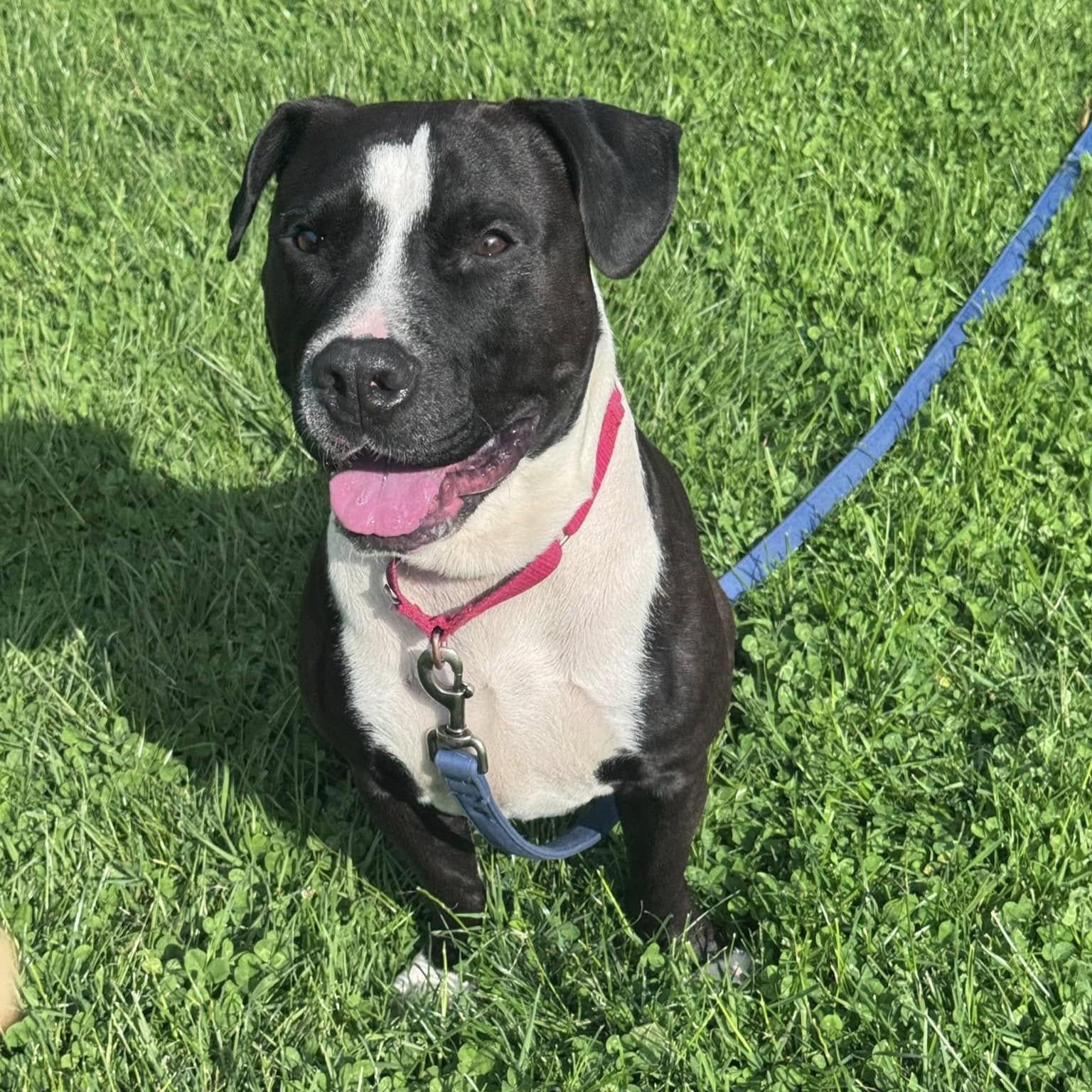Mellow, an adoptable mixed breed in Phoenixville, PA image 2/6