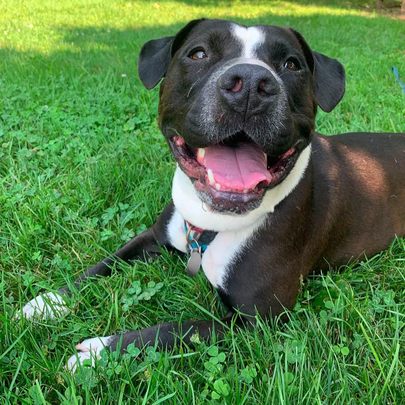 Mellow, an adoptable mixed breed in Phoenixville, PA image 1/6