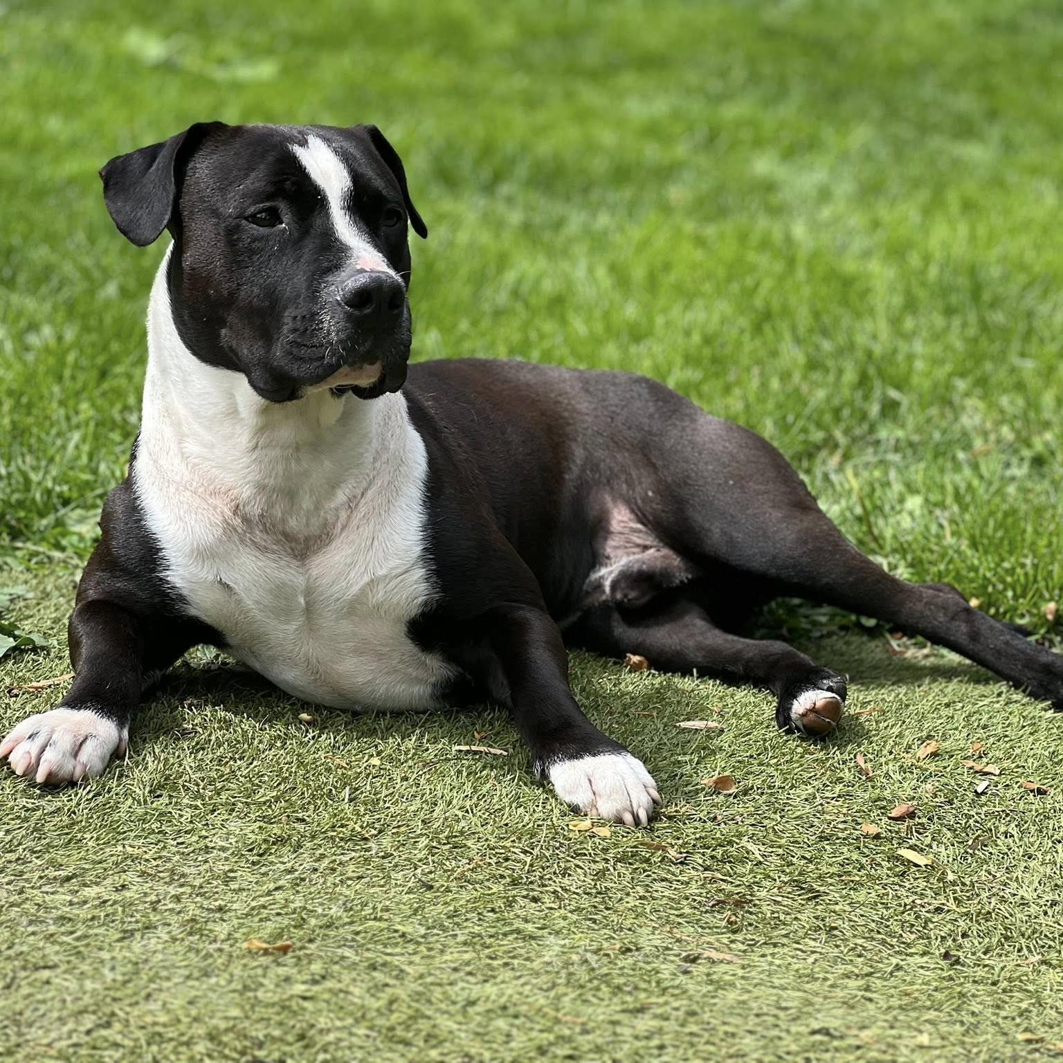 Mellow, an adoptable mixed breed in Phoenixville, PA image 3/6