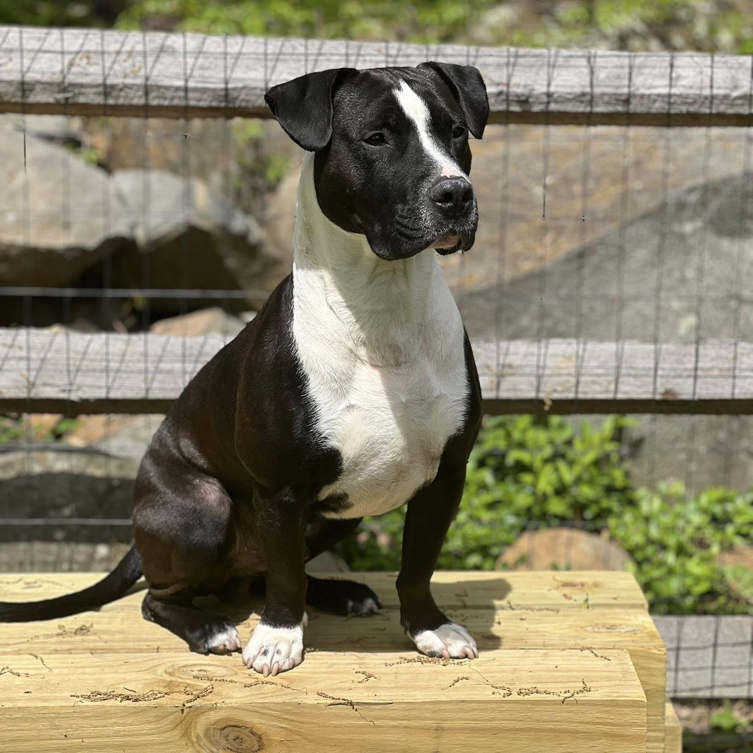 Mellow, an adoptable mixed breed in Phoenixville, PA image 1/6